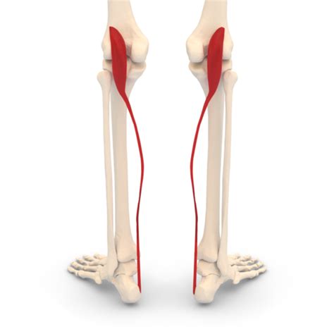 Triceps Surae - Physiopedia