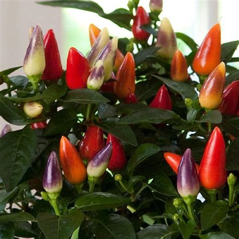 Ornamental Pepper Seeds 25 Ornamental Acapulco Multicolor | Etsy