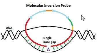 What are Molecular Inversion Probes