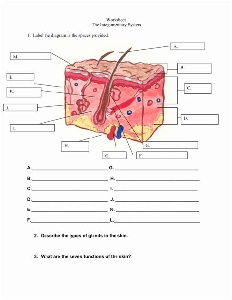 40+ integumentary system coloring worksheet | NeivaNaurain