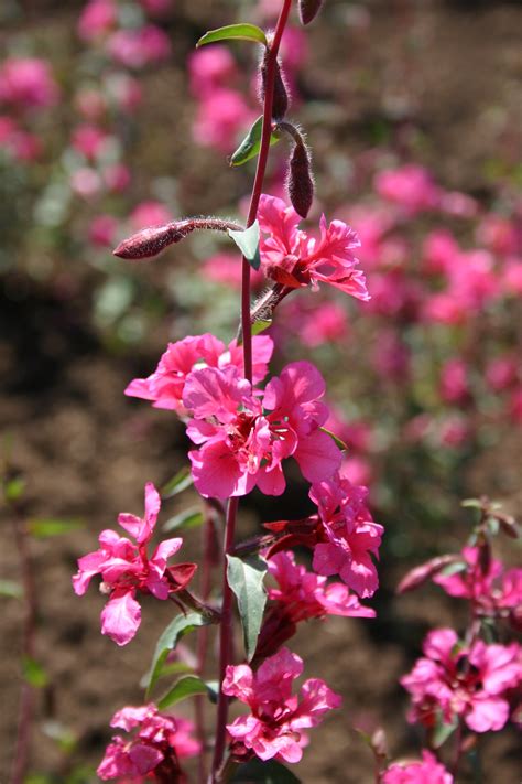 Clarkia - Elegant Pink - Oregon Wholesale Seed Company