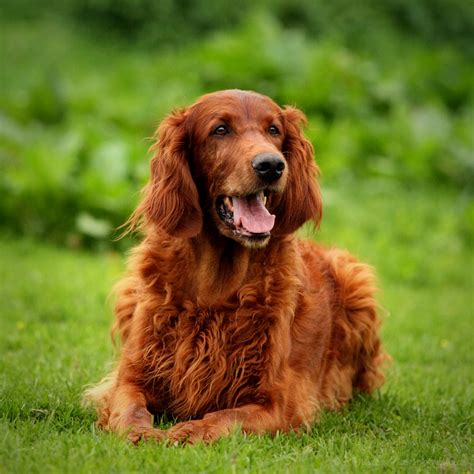 Irish Setter: Breed History - CaninePlanet.net