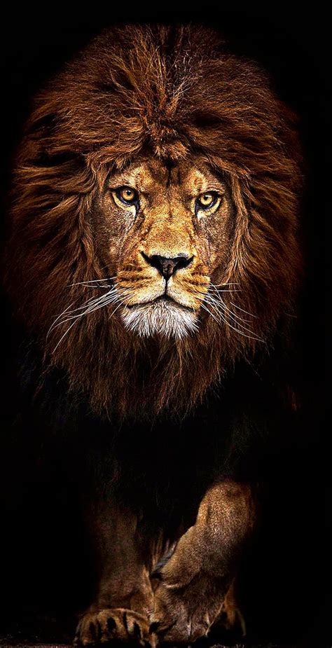 Lions pride, king, lion, HD phone wallpaper | Peakpx