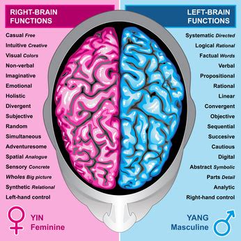 Right Brain vs. Left Brain | CJ's Corner