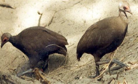 Nicobar Megapode along with other Megapodes will lay and bury their ...