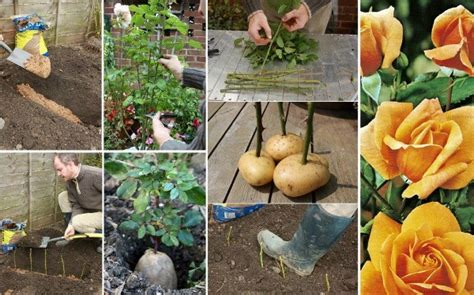 How to Grow Rose On Potatoes from Cutting