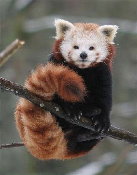 Red Panda, Eastern Himalayas Rare Animals, Animals And Pets, Funny ...