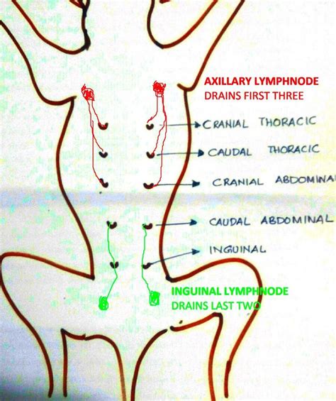 Image result for inguinal lymph nodes canine | Mammary gland, Dog ...