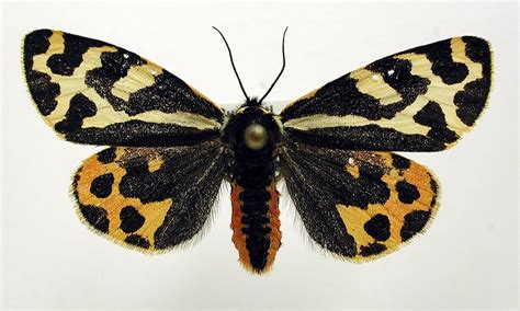 Moth found to secrete distinct defensive fluids to ward off different ...