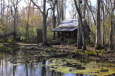 Louisiana Swamp Wallpaper - WallpaperSafari