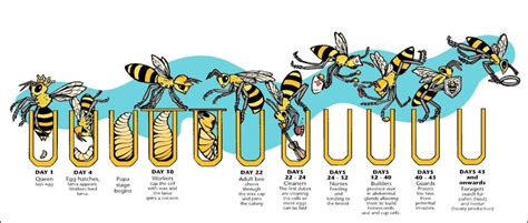 Bee Life Cycle – Different Stages of Honey Bee and Queen Bee