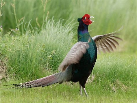 Green Pheasant from Japan | National animal, Pheasant, World birds