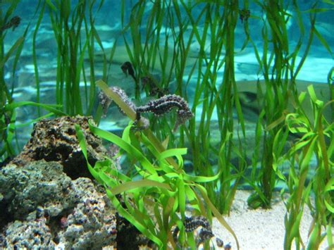 Seahorse: Characteristics, reproduction, habitat and more