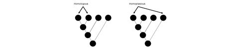 Comparative evolution · Hyperskill