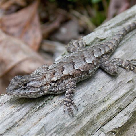 Female Eastern Fence Lizard - Photo by Alan Wiltsie | Reptiles and ...