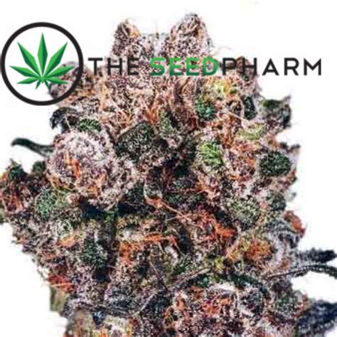 The Seed Pharm Marijuana Seeds: Blueberry Marijuana Seeds By ...