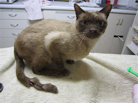 kitty with tail degloving wound | This precious geriatric ca… | Flickr