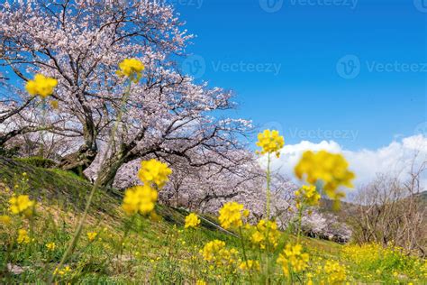 Cherry blossom at Kintaikyo bridge Iwakuni city, Japan 19467457 Stock ...