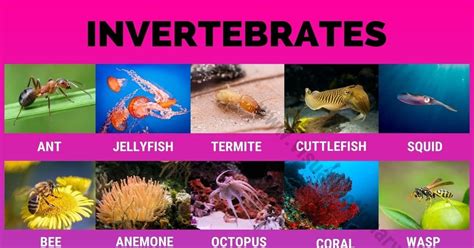 Invertebrates: 40 Great List of Animals that Are Invertebrates - Visual ...