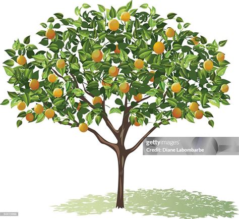 Orange Tree Full Bloom With Leaves And Fruit Casting Shadow High-Res ...