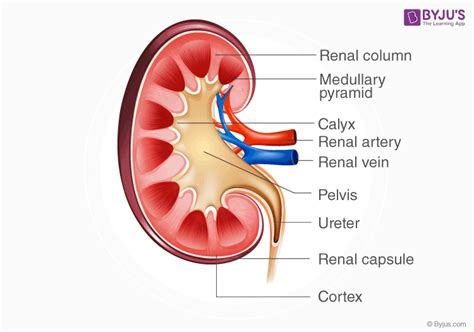 Kidney: Structure, Function and Related Diseases.