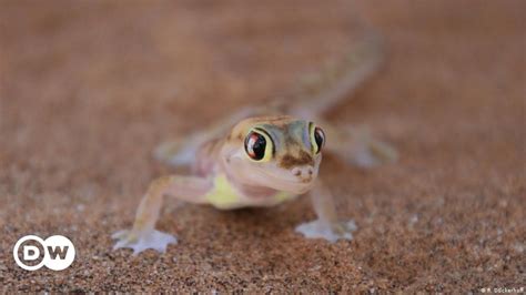 Survive and thrive in the Namib desert – DW – 08/14/2017