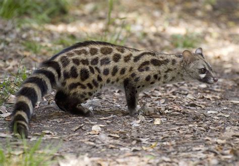 Aprenda sobre las ginetas y cómo cuidarlas como mascotas