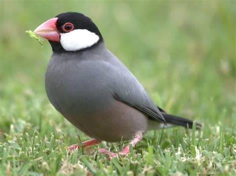 Java Sparrow, found in Java, Bali and Bawean. Photo by Rich Vial (via ...