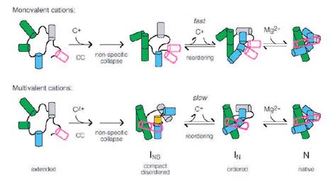 RNA folding and dynamics. Monovalent ions allow fast dynamics. Figure ...