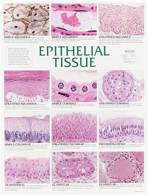 Epithelial Tissue Diagram | Quizlet