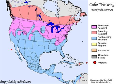 Cedar Waxwing - Species Range Map