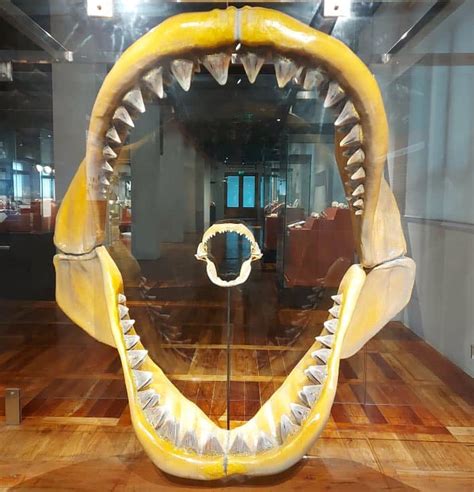 Megalodon giant shark tooth fossil discovered in Maribojoc, Bohol ...