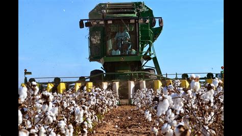 How Cotton Is Made , Modern Cotton Farming Process planting and ...