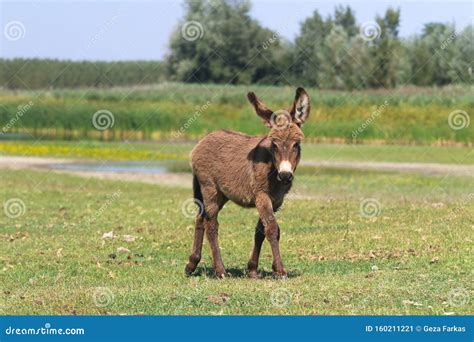 Brown Baby Donkey on the Floral Pasture Stock Image - Image of ...