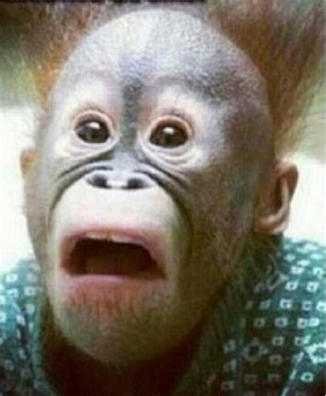 Surprise Face Surprised Face Meme Funny Baby Faces