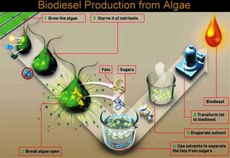 Biofuel: Types, Uses & Examples – StudiousGuy