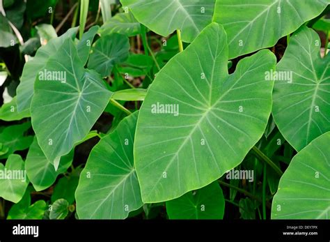 Taro, coco yam, or Eddoe (Colocasia esculenta), leaves, North Rhine ...