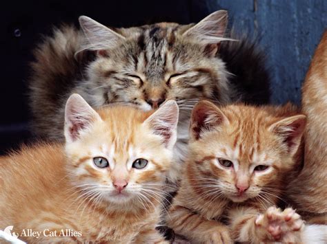 5 Ways to Help Mother Cats This Mother's Day (And Every Day) | Alley ...