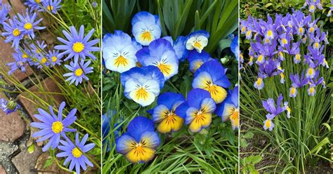 11 Best Blue and Yellow Flowers | Balcony Garden Web