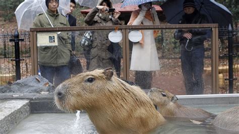 How the capybara—the world's largest rodent—became a superstar in Japan ...