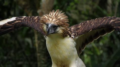 Philippine Eagle Facts | Philippine Eagle Diet, Habitat, Behavior