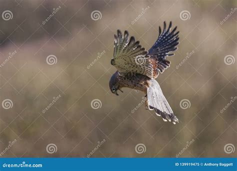 Kestrel hovering stock image. Image of background, kestrel - 139919475