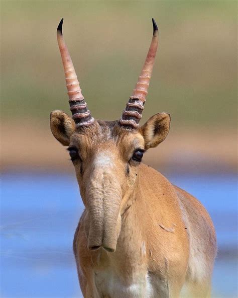 NATURE GEOGRAPHY on Instagram: “Big noses rule! Photos of male saiga ...