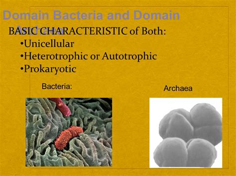 Domain Archaea Characteristics