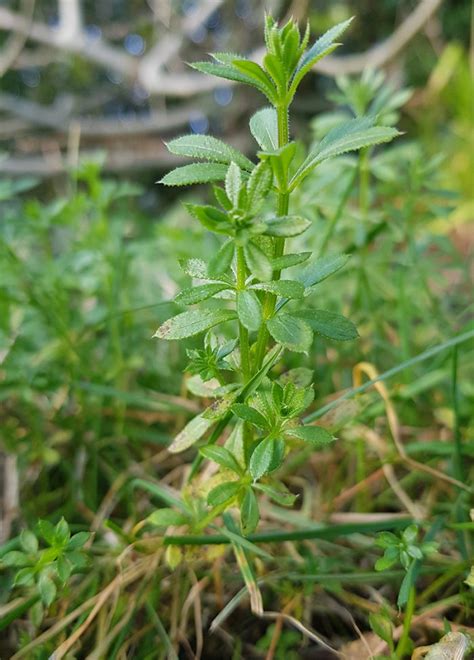 Cleavers (Galium aparine) plant photo - Forage London and beyond