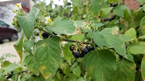 Solanum Nigrum Edible Leaves