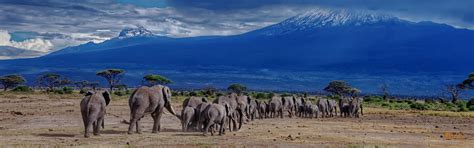 Wildlife of Mount Kilimanjaro, what animals can you see?