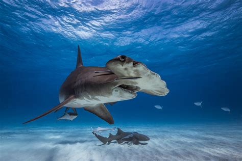 Are Hammerhead Sharks Dangerous and Do They Attack Humans? - Newsweek