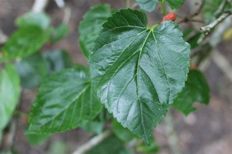 Growing a Mulberry Tree {and how to use mulberry leaves, branches, and ...