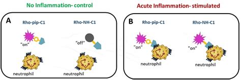 Targeting of Formyl Peptide Receptor 2 for in vivo imaging of acute ...